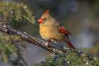 Female northern cardinal in winter Art Print